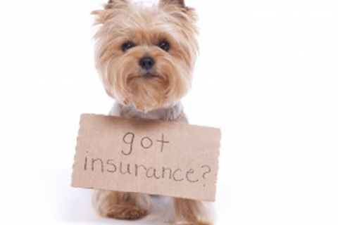 Pet Insurance Options
