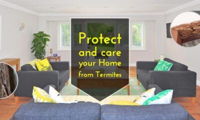 Effective Tips For Controlling Termites