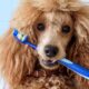 5 Ways To Keep Your Dog's Teeth Clean