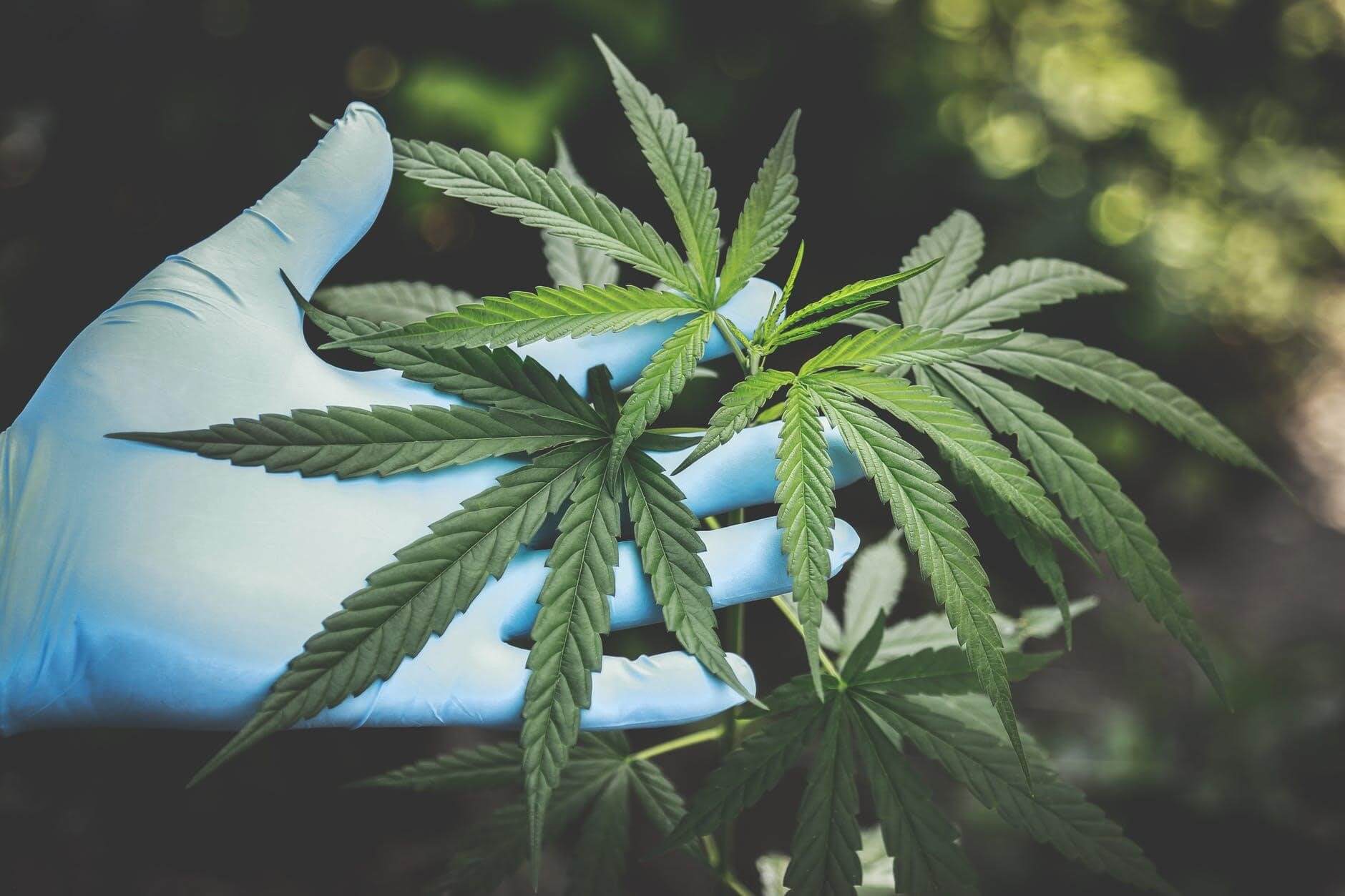 Benefits of Using Medical Marijuana