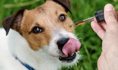Benefits of Using CBD for Dogs