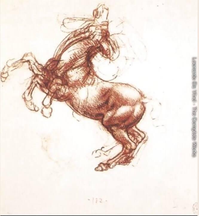 Animal Species in Leonardo's Anatomical Drawings