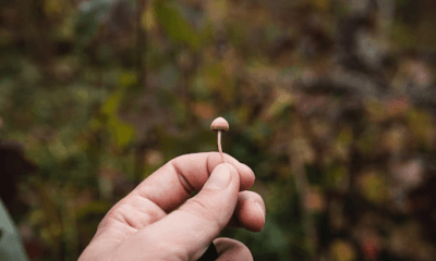 Take Magic Mushrooms