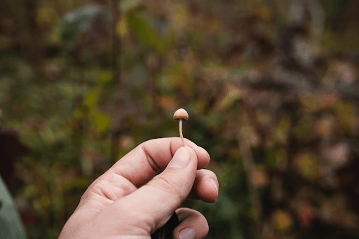 Take Magic Mushrooms