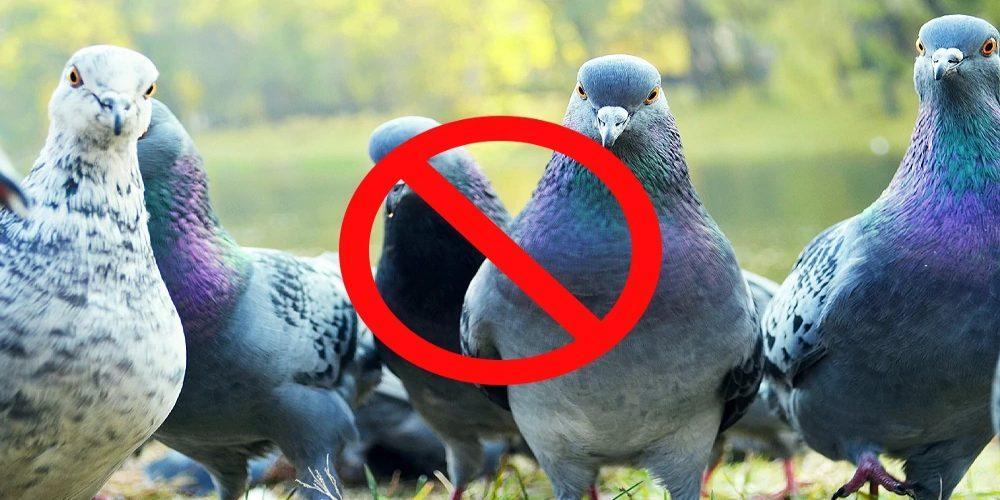 Pigeons Pest Control