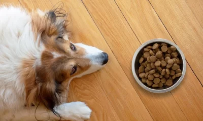 Dog Food