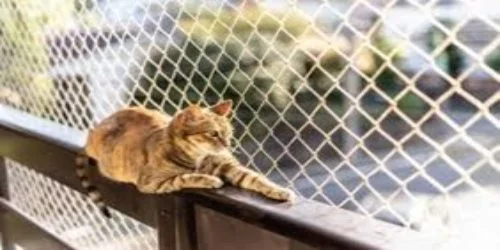 Cat-Proof Fence