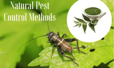 Control Pests