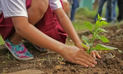 Plant A Tree