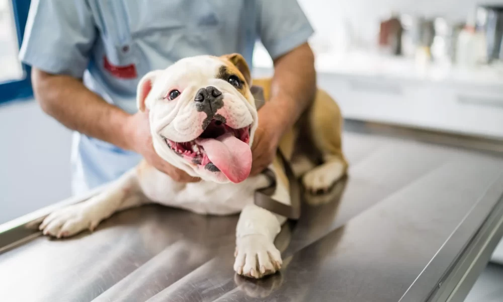 When To Bring Your Dog To The Vet