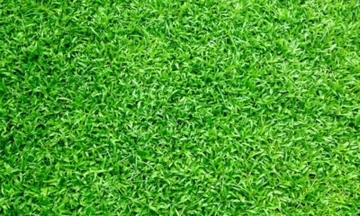 Artificial Grass