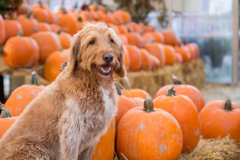 Dog-Friendly Pumpkin