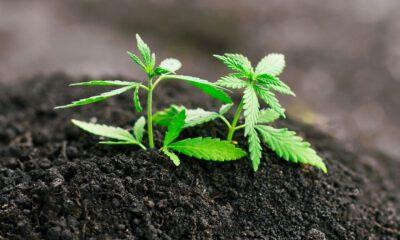 Soil For Growing Cannabis