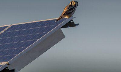 Prevent Birds From Nesting Below Solar Panels