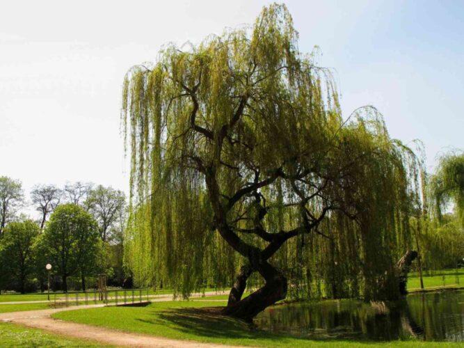 Weeping Trees