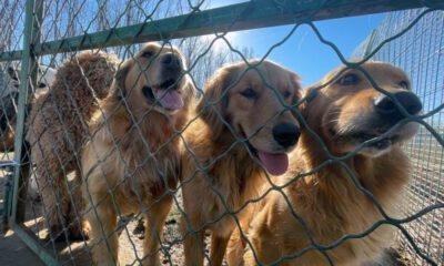 No Dogs Left Behind Complaints: Honest Answers to Common Concerns