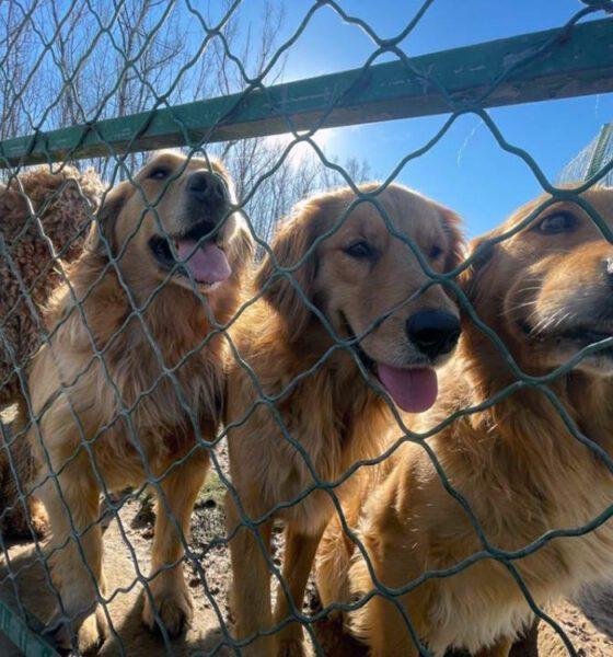 No Dogs Left Behind Complaints: Honest Answers to Common Concerns