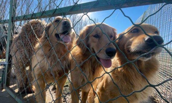 No Dogs Left Behind Complaints: Honest Answers to Common Concerns